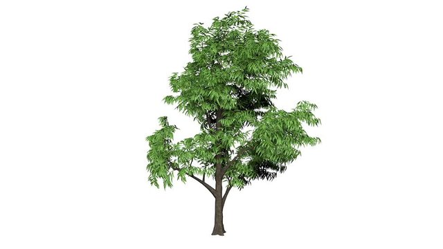 Looping 3D realistic tree isolated on white to be used for architecture visualization or motion graphics or any other video.