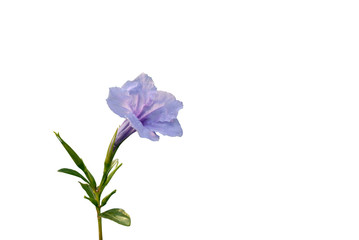 Fototapeta premium Ruellia tuberosa flower isolated on white background