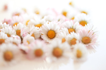 Fototapeta premium Selective focus of daisy flowers vintage color style for nature background