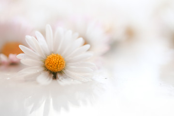 Obraz premium Selective focus of daisy flowers vintage color style for nature background