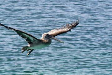 PELICAN