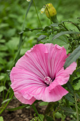 Pink large mallow flower