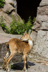 The kid of the East Caucasian tour is playing at the rocks