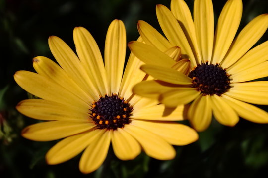 Yellow daisy