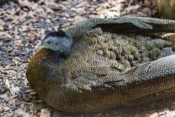 The vulturine guineafowl Acryllium vulturinum Africa