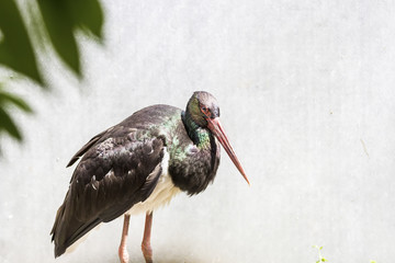 Black Stork with red bill, Ciconia nigra, sitting on the nest in the forest Long red bill with glossy plumage.