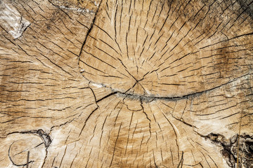 Wood Circles Texture Close Up