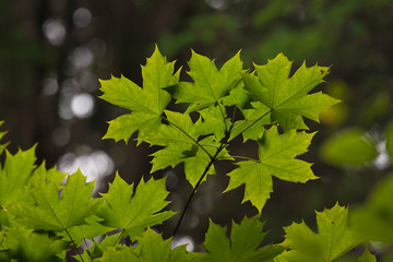 Fototapeta na wymiar sunlit leaves