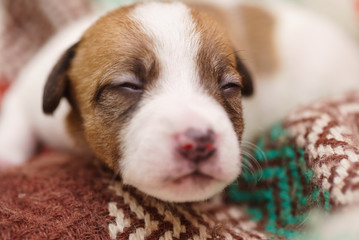 Jack Russell Terrier Puppy