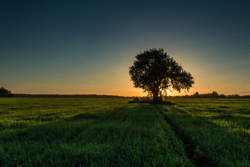 Lonely tree in a field at sunset