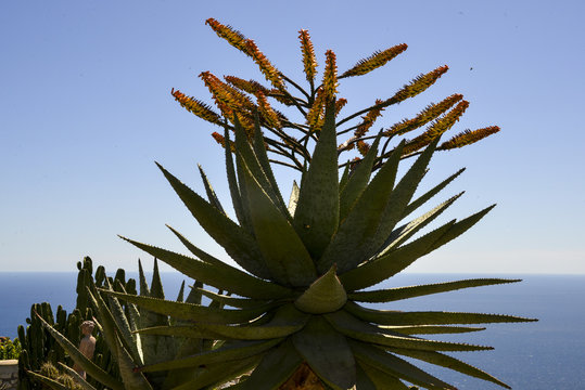 Aloès de montagne, Aloe marlothii
