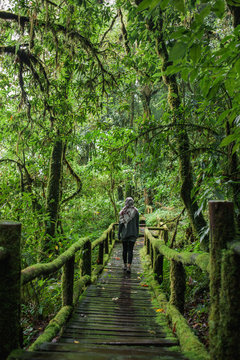 Rainforest