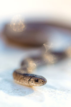 Garter Snake