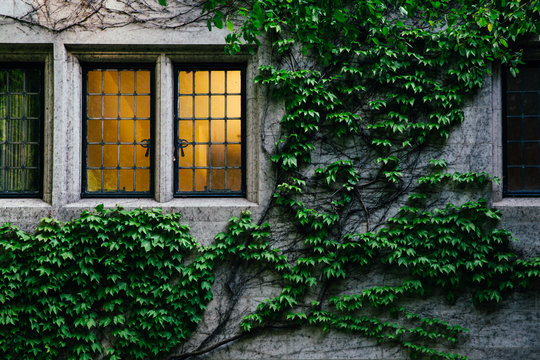 Illuminated Window and Ivy Wall