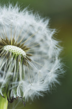 Close up of dandelion flower head with many seeds