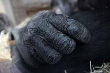 Schimpansen Hand