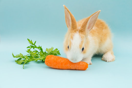Adorable conejo