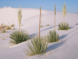 Vegetation with flowers in bloom. White Sands Park New Mexico