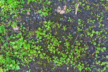 Texture of land with sprouting shoots.