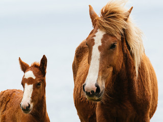 Obraz premium 与那国馬