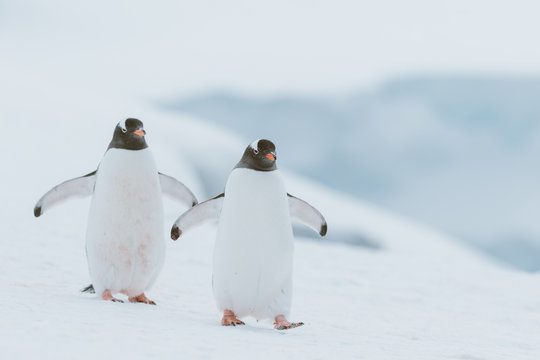 Chinstrap penguins walking in snow in Antarticta