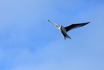 Arctic Tern flying, blue sky, Antarctic Peninsula Antarctica