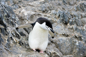 Naklejka premium Wild chinstrap penguins standing on Antarctica Peninsula