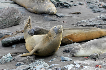 Elephant Seals, Mirounga Leonina, Antarctic Peninsula Antarctica