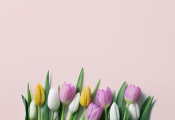 Tulip background concept