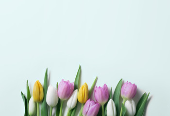 Tulip background concept