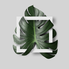 Monstera background concept