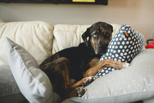 Naughty pooch on the couch pillows
