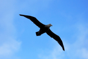 Southern giant petrel, macronectes giganteus, flying in the skies of Antarctica