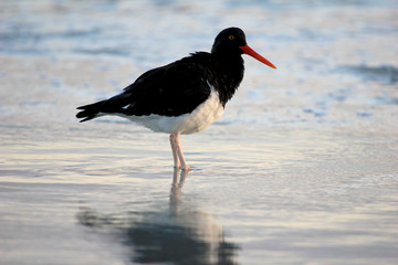 Magellanic oystercatcher, Haematopus leucopodus, Falkland Islands Malvinas