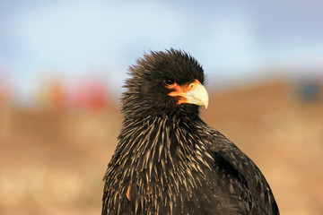 Striated Caracara, phalcoboenus australis, Falkland Islands Islas Malvinas