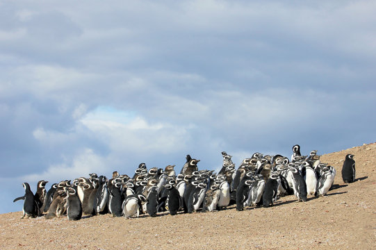 Magellanic Penguin Group, Spheniscus Magellanicus, Falkland Islands, Islas Malvinas