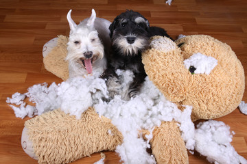 Bad naughty schnauzer dogs destroyed plush toy