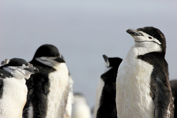 Obraz premium Wild chinstrap penguins standing on Antarctica Peninsula