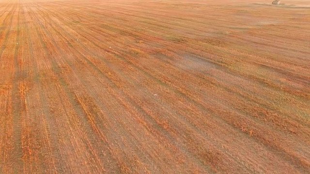 Copter flies over the collected wheat field