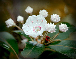 Wild Mountain Laurel Blooms in a Kentucky forest