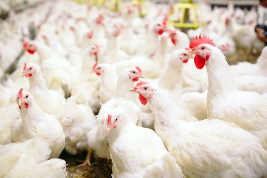 Indoors chicken farm, chicken feeding