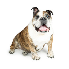 Fototapeta premium Friendly Bulldog Isolated on White