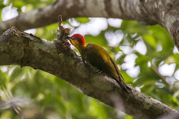 Pica-pau-bufador (Piculus flavigula) | Yellow-throated Woodpecker photographed in Linhares, Espírito Santo - Southeast of Brazil. Atlantic Forest Biome.