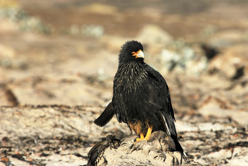 Striated Caracara, phalcoboenus australis, Falkland Islands Islas Malvinas