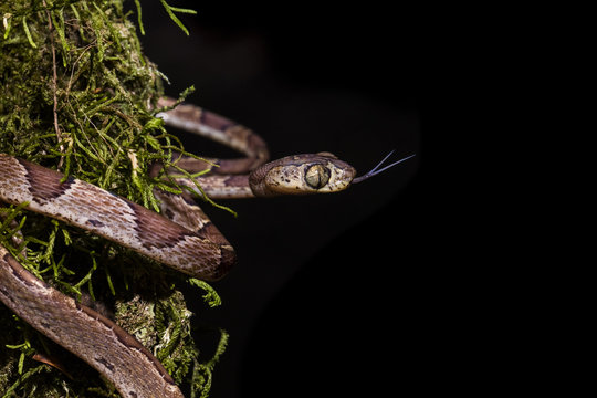 Snake with outstretched tongue