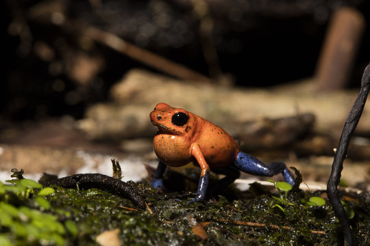 Strawberry Poison Dart Frog ,Dendrobates pumilio,male calling,rainforest