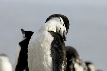 Fototapeta premium Wild chinstrap penguins standing on Antarctica Peninsula
