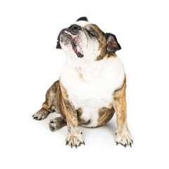 Funny Bulldog With Nose in Air