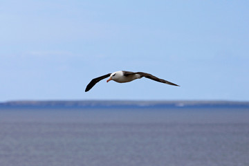 Flying Black Browed Albatross, thalassarche melanophris, Falkland Islands, Islas Mavinas