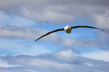 Naklejka na ściany i meble Flying Black Browed Albatross, thalassarche melanophris, Falkland Islands, Islas Mavinas